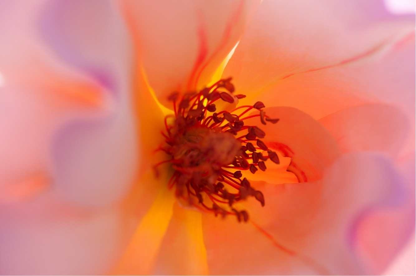 fotografía-macro